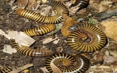 Millipede bumblebee / milipede / bumblebee